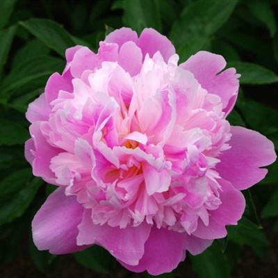 网易彩票最新版下载app